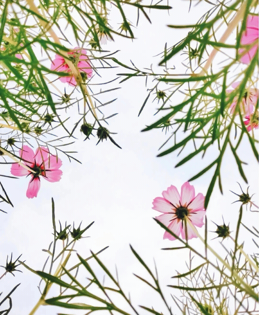 八瓣格桑花的新生图片