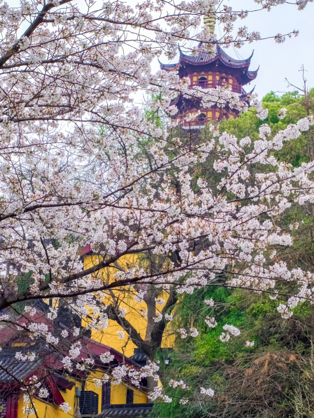 今年鸡鸣寺的樱花寂寞开放