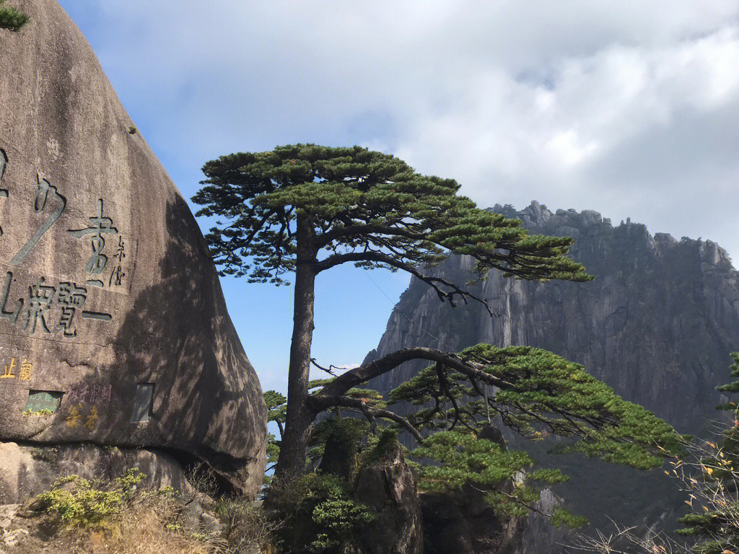 黄山接引松图片