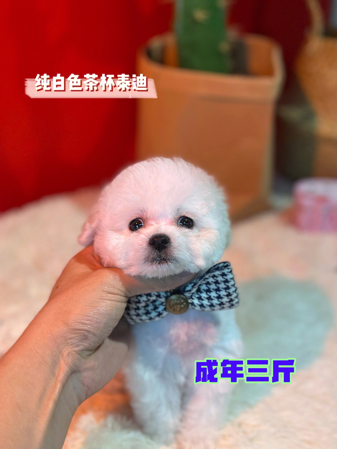 茶杯泰迪犬成年体重图片