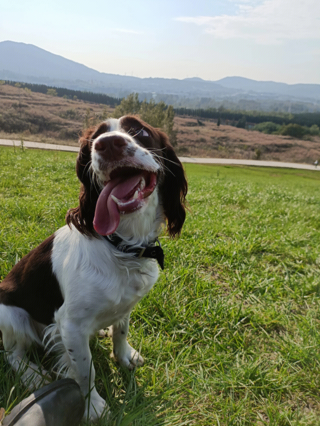 史宾格犬的智商图片