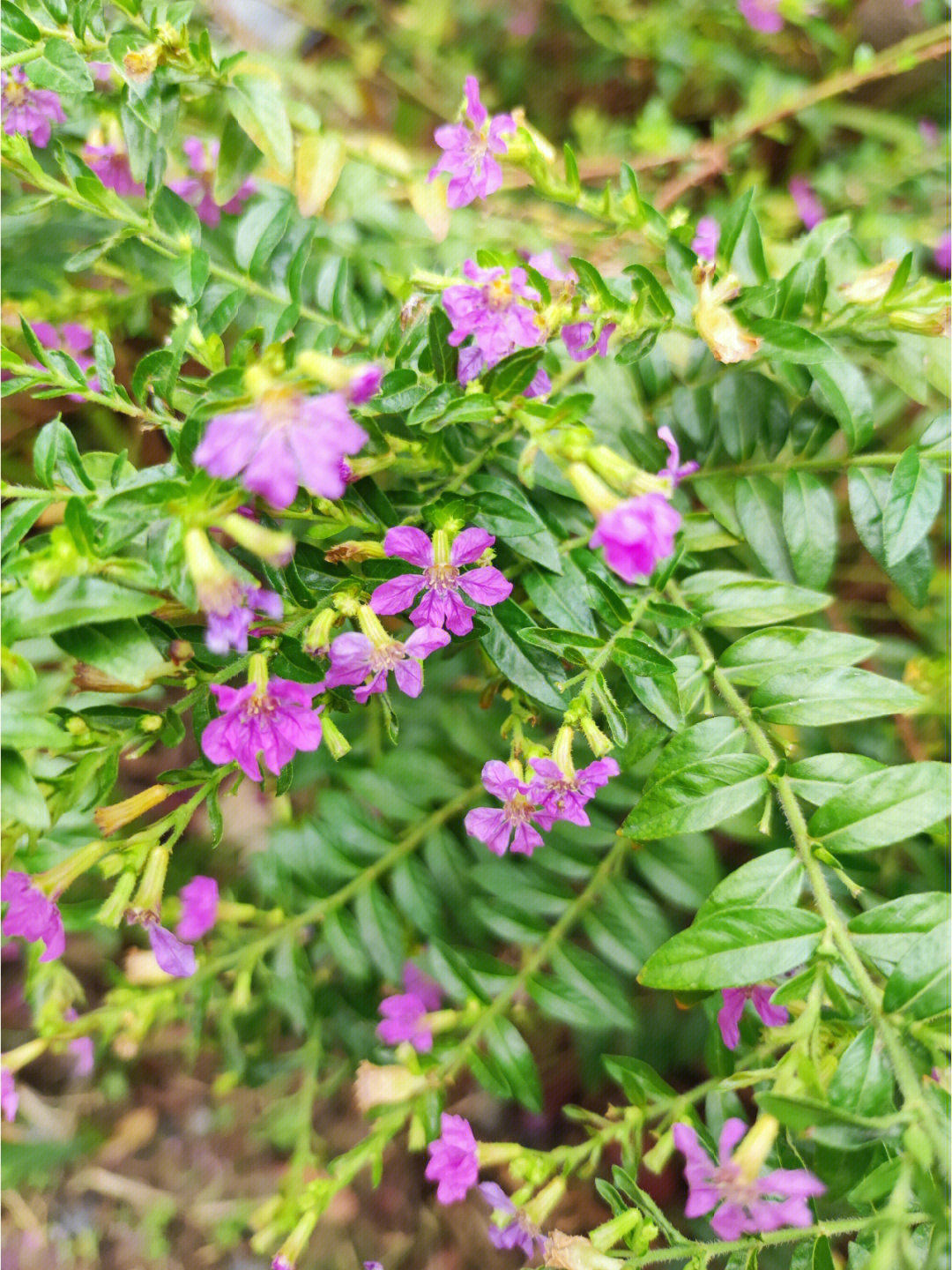 萼距花观赏特性图片