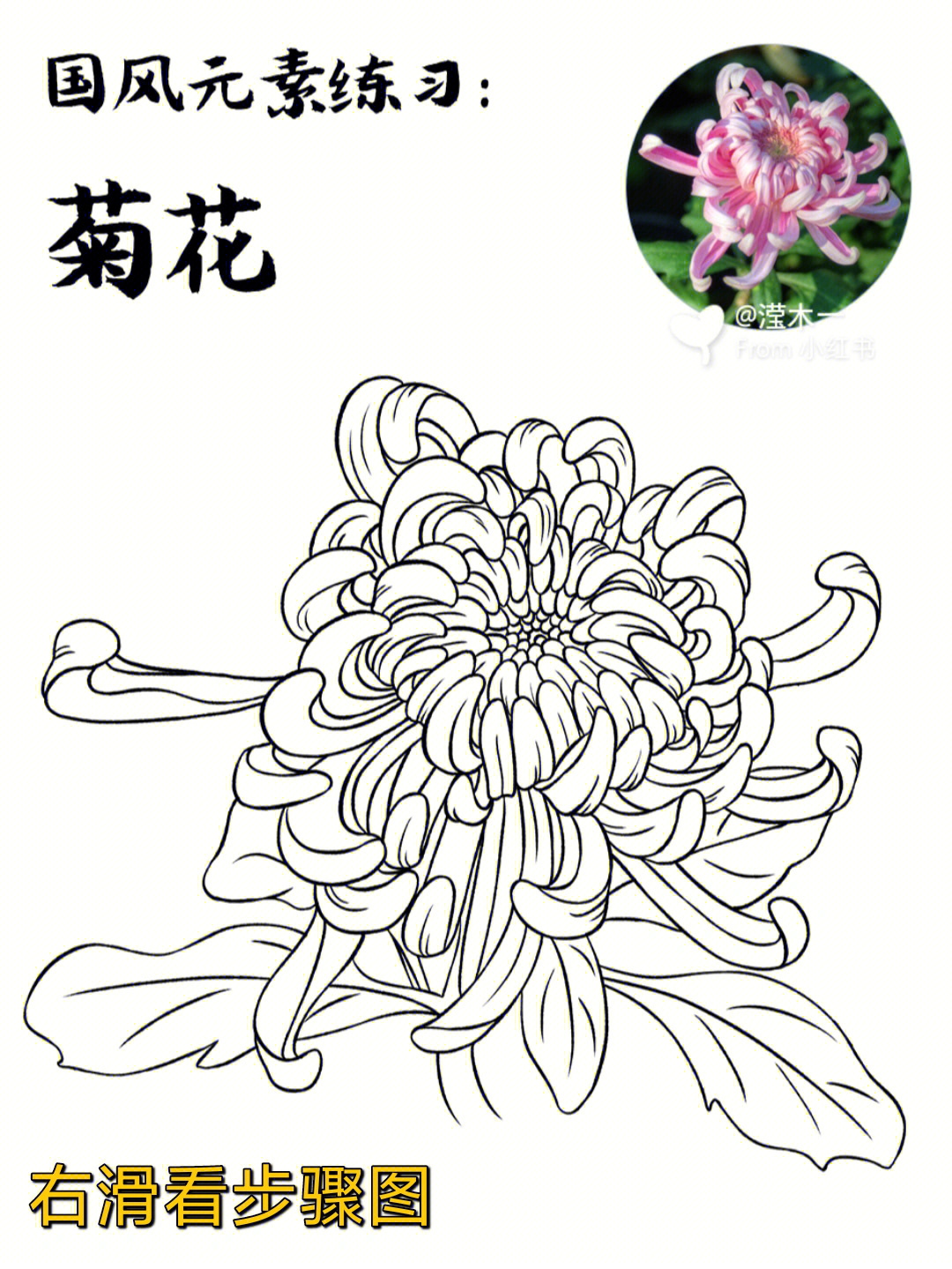 国风线稿练习87菊花