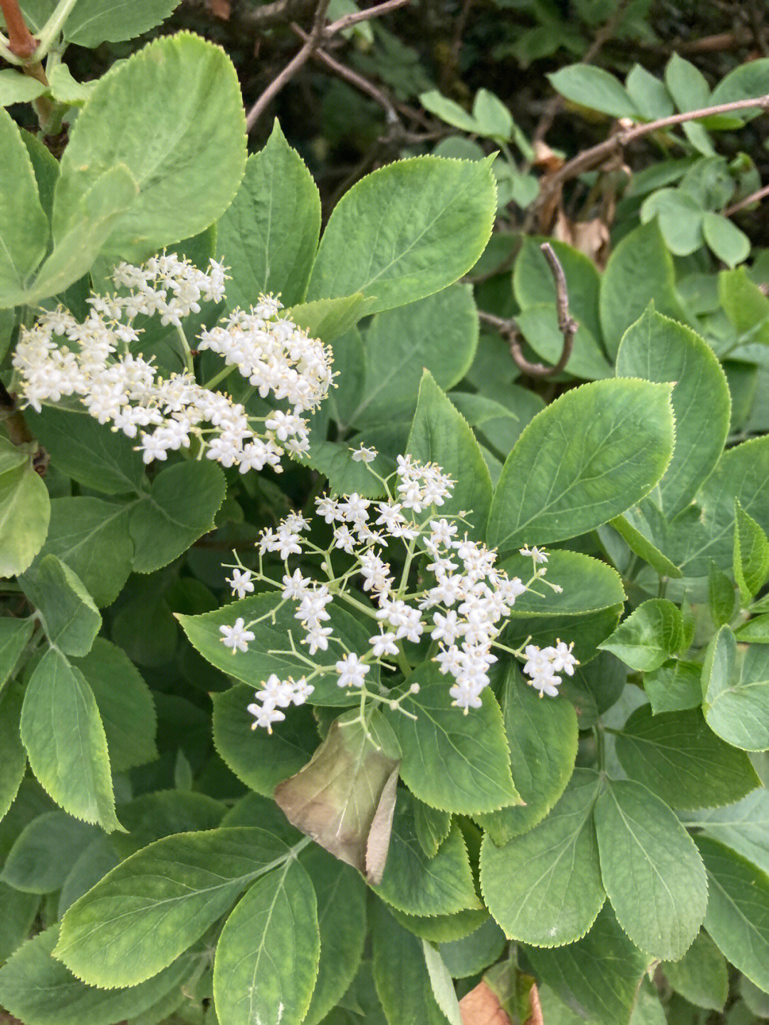 接骨木花的花语图片