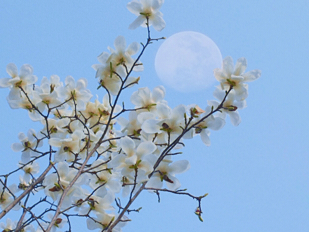 玉兰开花了