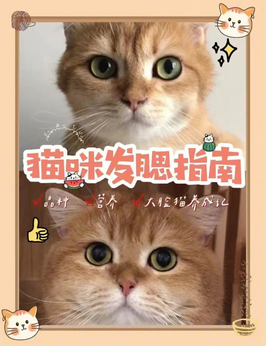 美短公猫发腮对比图片