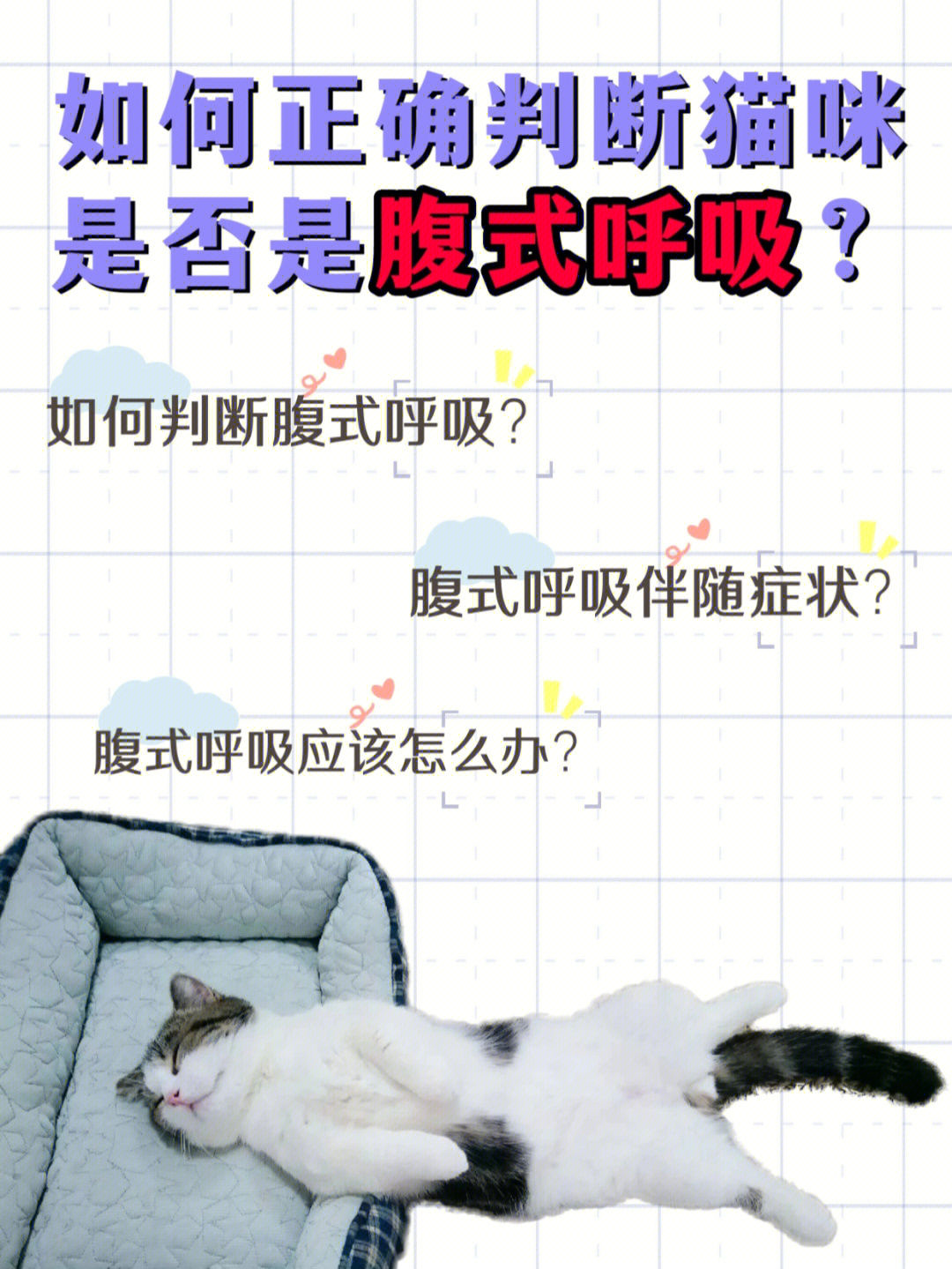 猫咪正常呼吸的样子图片