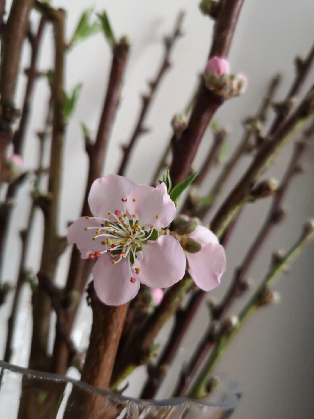 桃花枝干的颜色图片