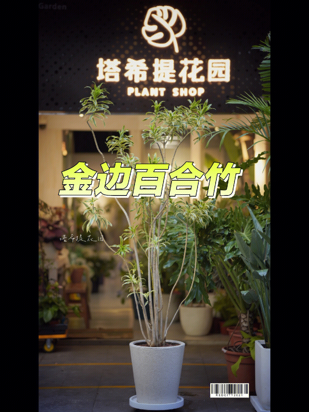 金黄百合竹开花的预兆图片