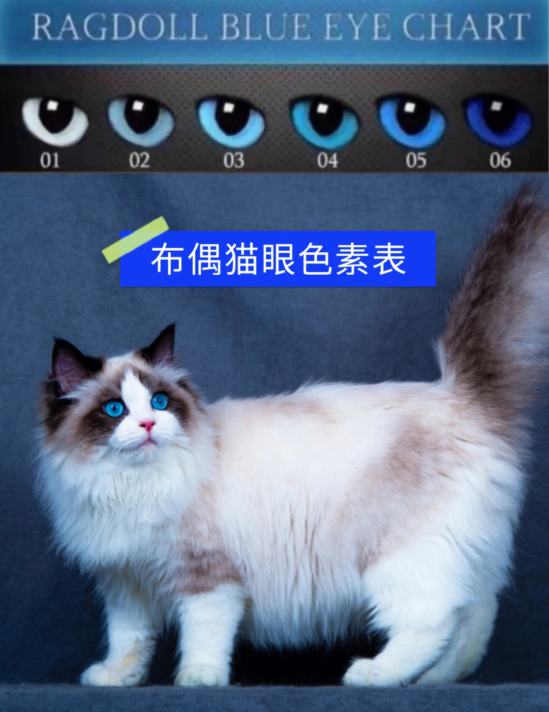布偶猫眼色素1度到6度图片