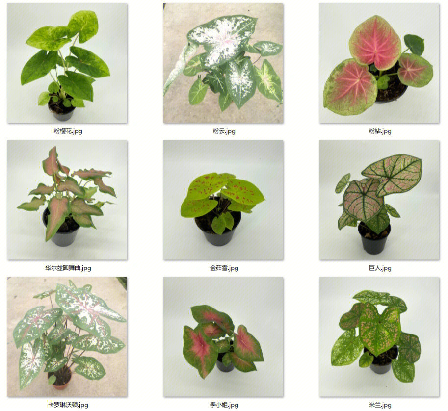 彩叶芋图片及种植方法图片