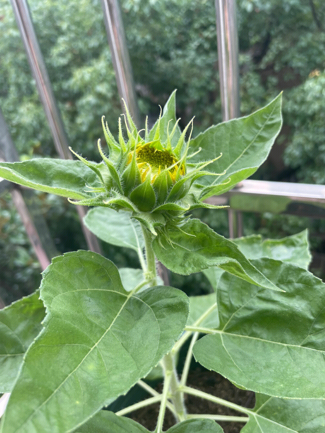 今年夏天最先开花的向日葵玩具熊