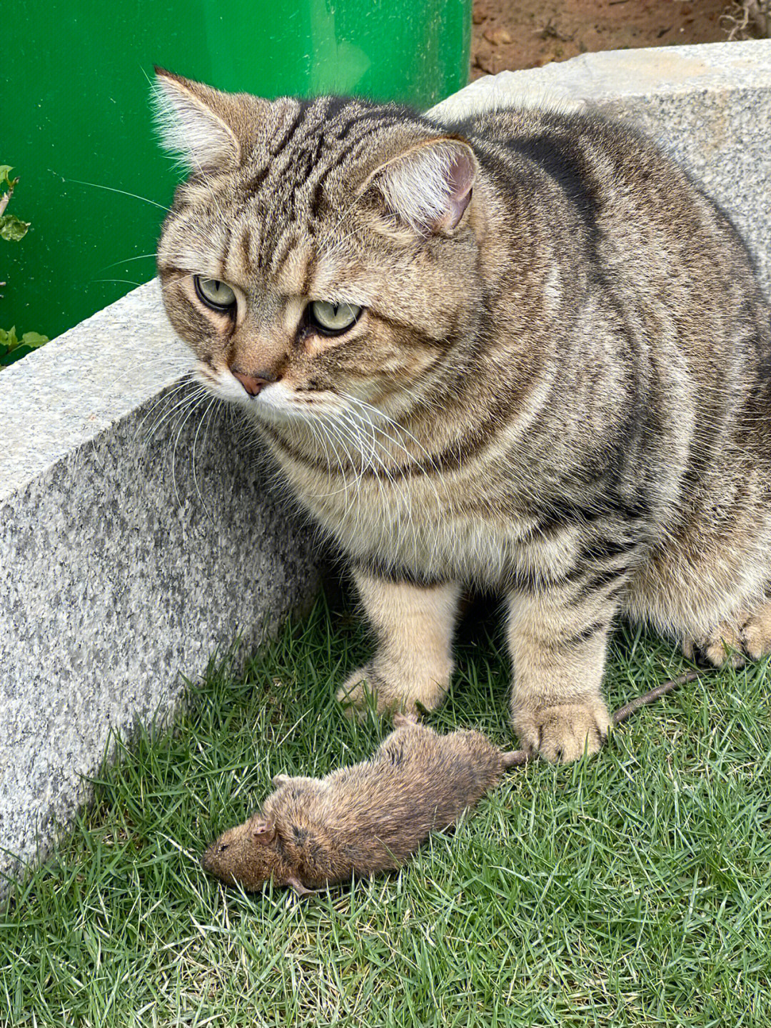 院子里的猫会抓老鼠