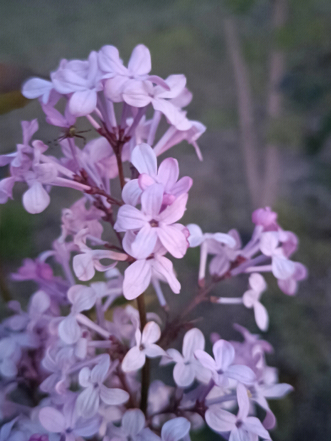 紫丁香花 许愿图片