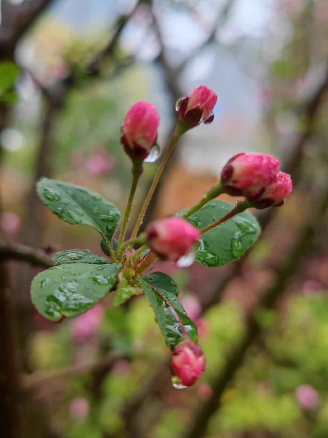雨中凋零的海棠花图片