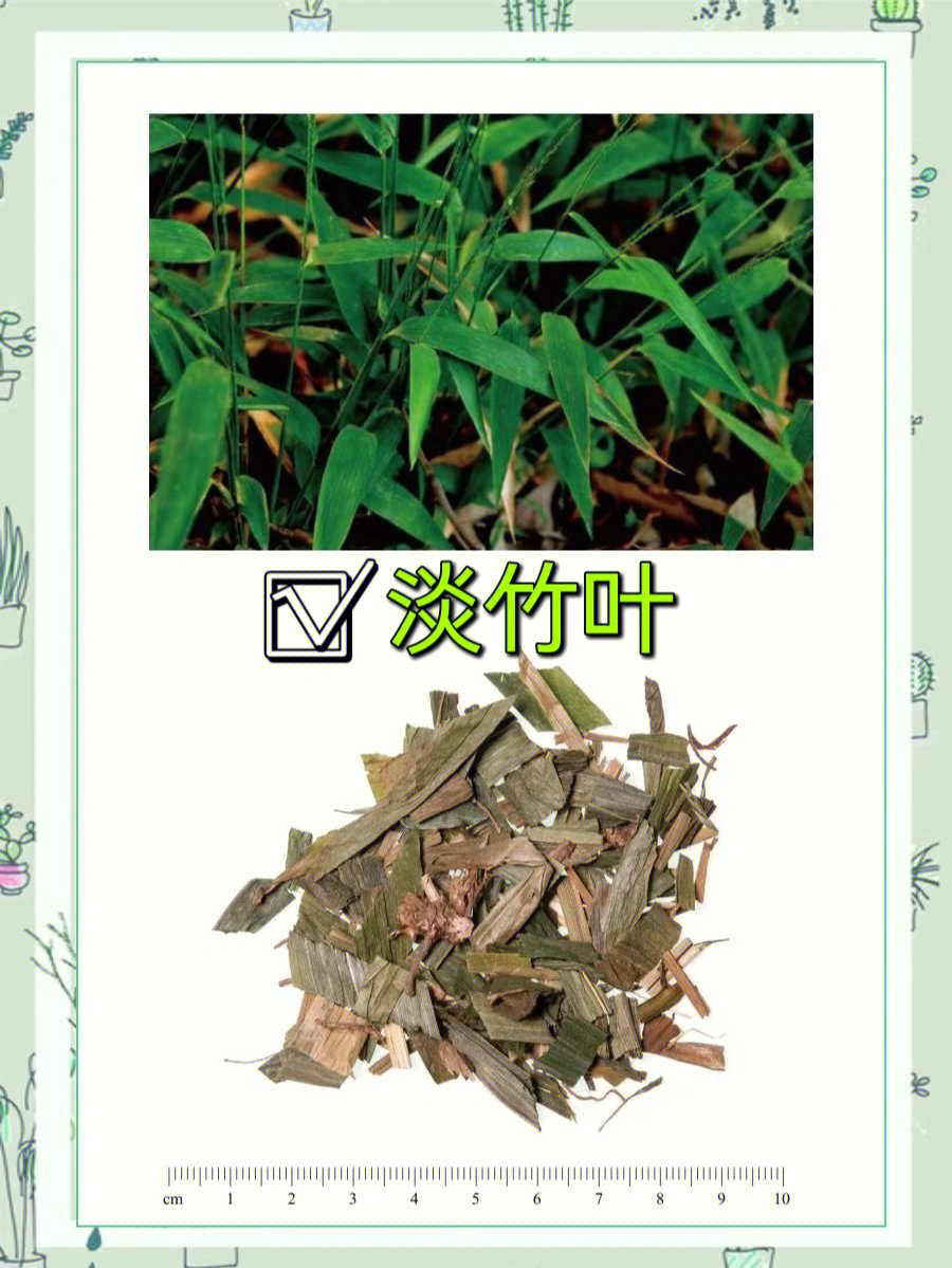 淡竹叶与竹叶功效相近,均能清心除烦,通利小便.