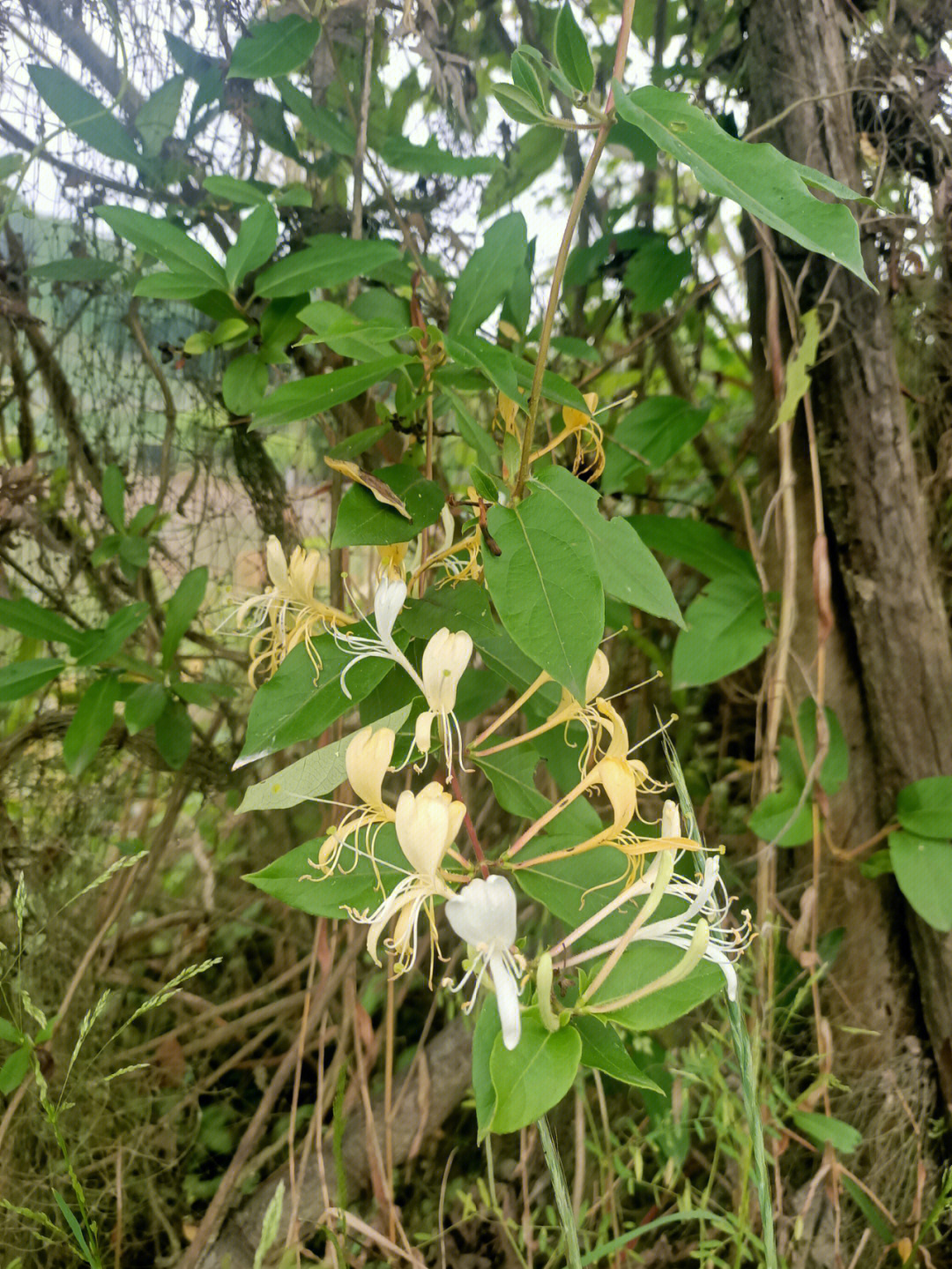 金银花怎么嫁接图片