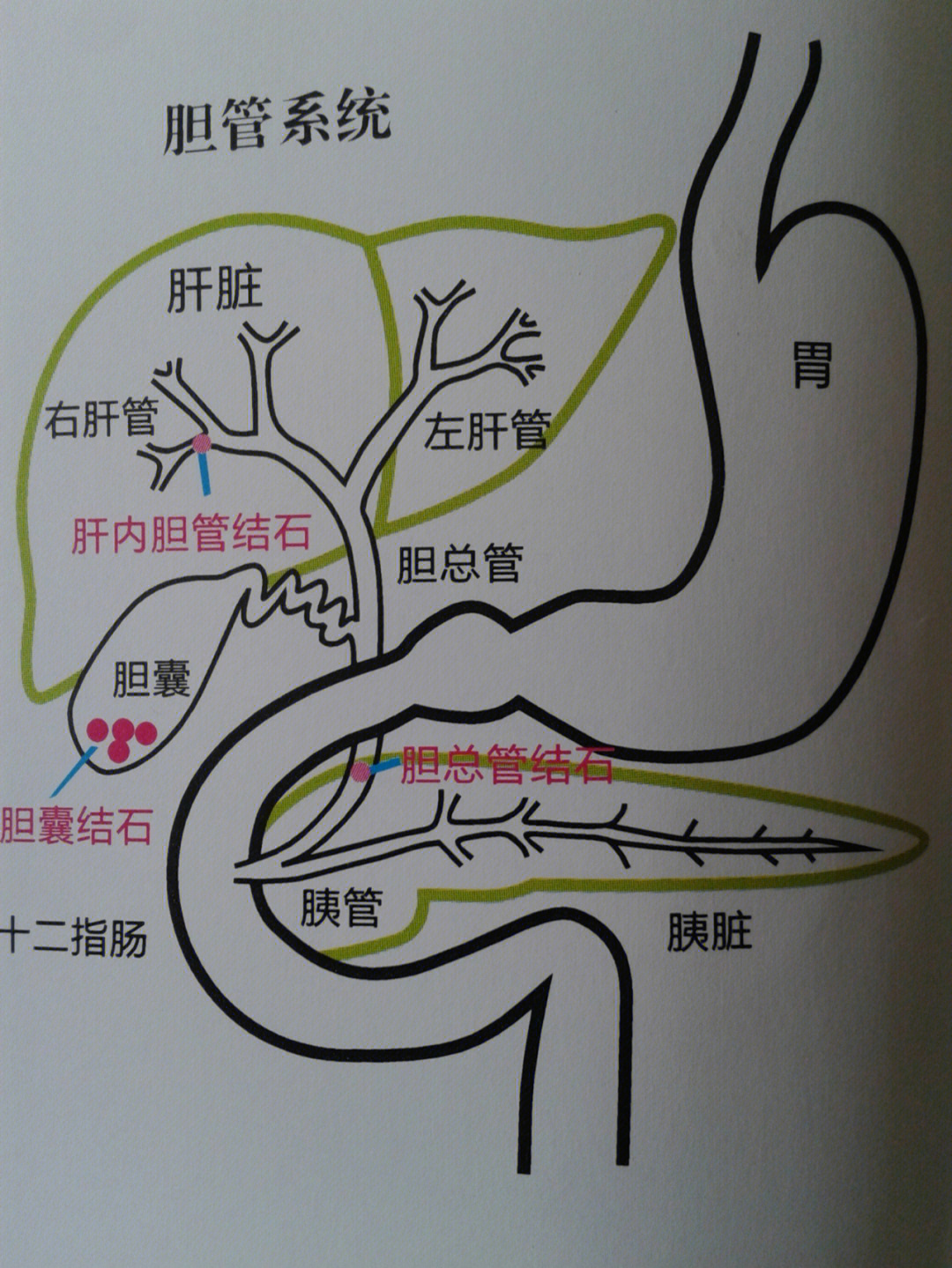 三个肝门的位置及组成图片