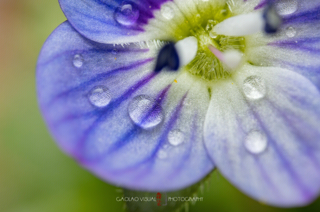 高佬视觉微观世界#微距#微距摄影#花朵#植物#生态微距捎影