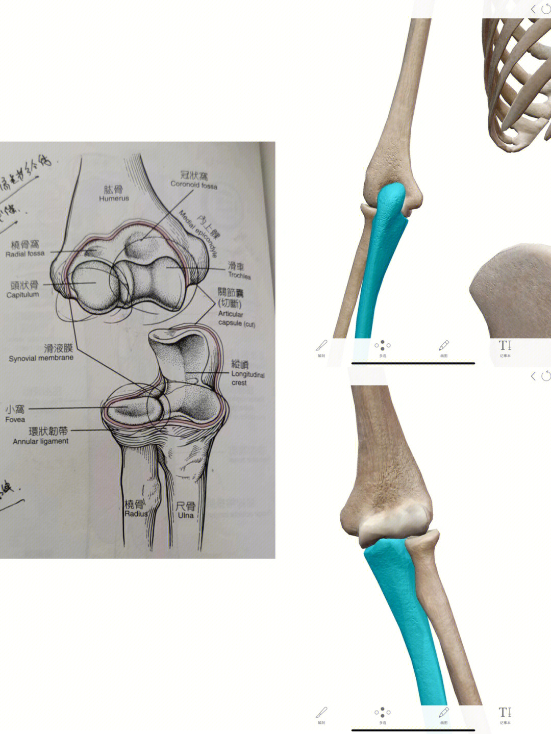 29肘关节的骨性结构概述