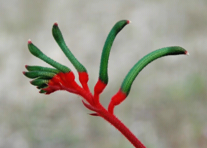 原产澳大利亚西南部,其名袋鼠爪得自未开放的丛生状花的形状,花梗整体