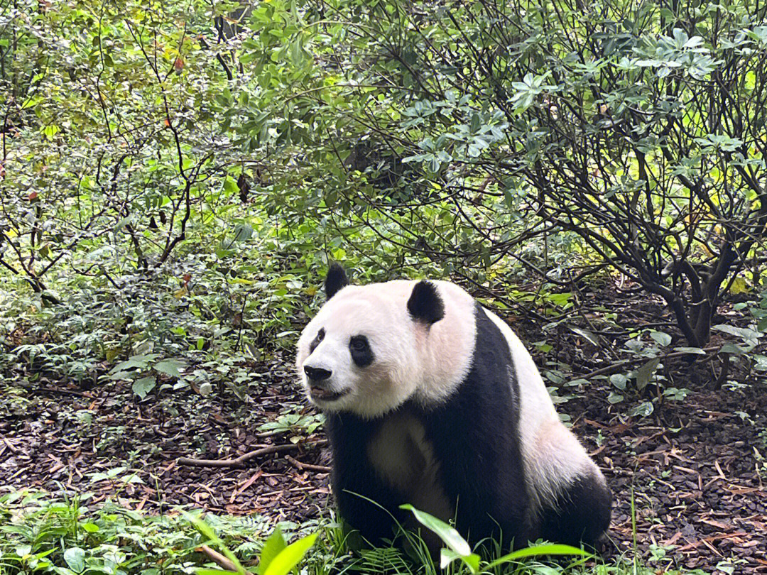 成都熊猫基地攻略的十三条细节!