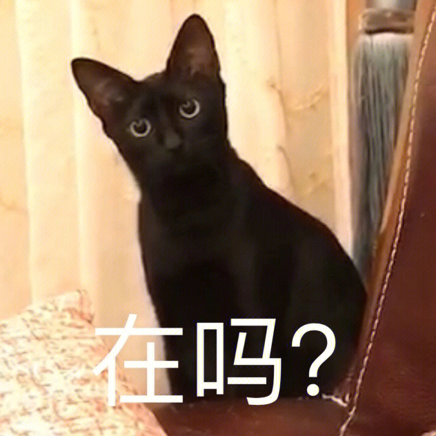 小黑啥表情都像表情包#黑猫