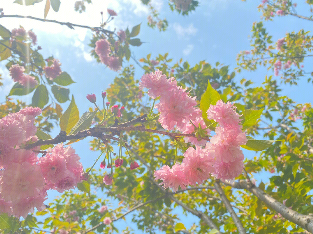 桂林樱花