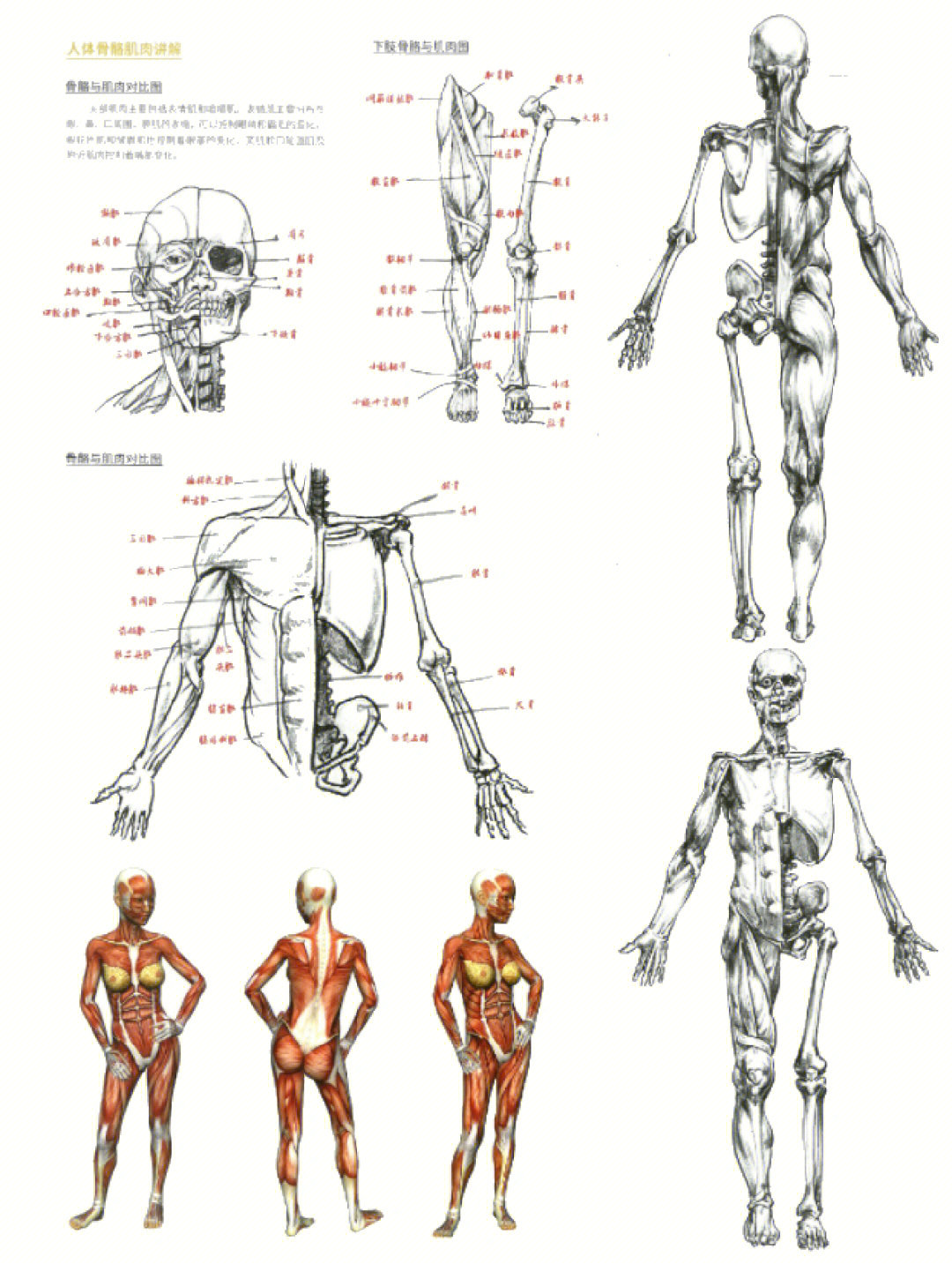 人体骨骼肌构造示意图图片