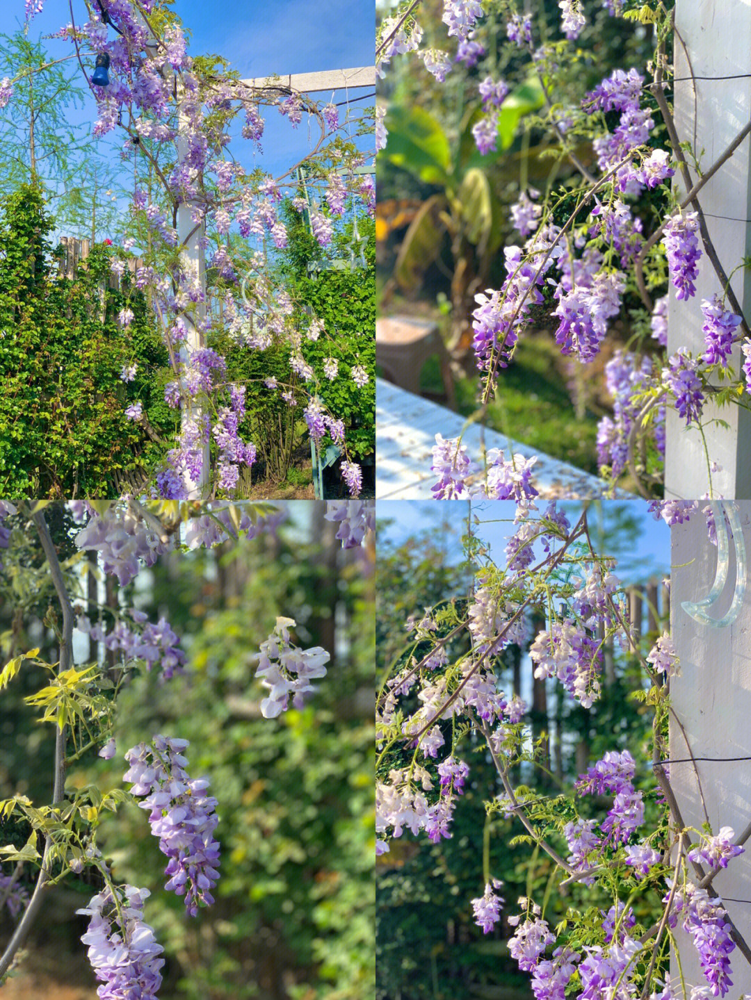 台州紫藤花超美拍照圣地