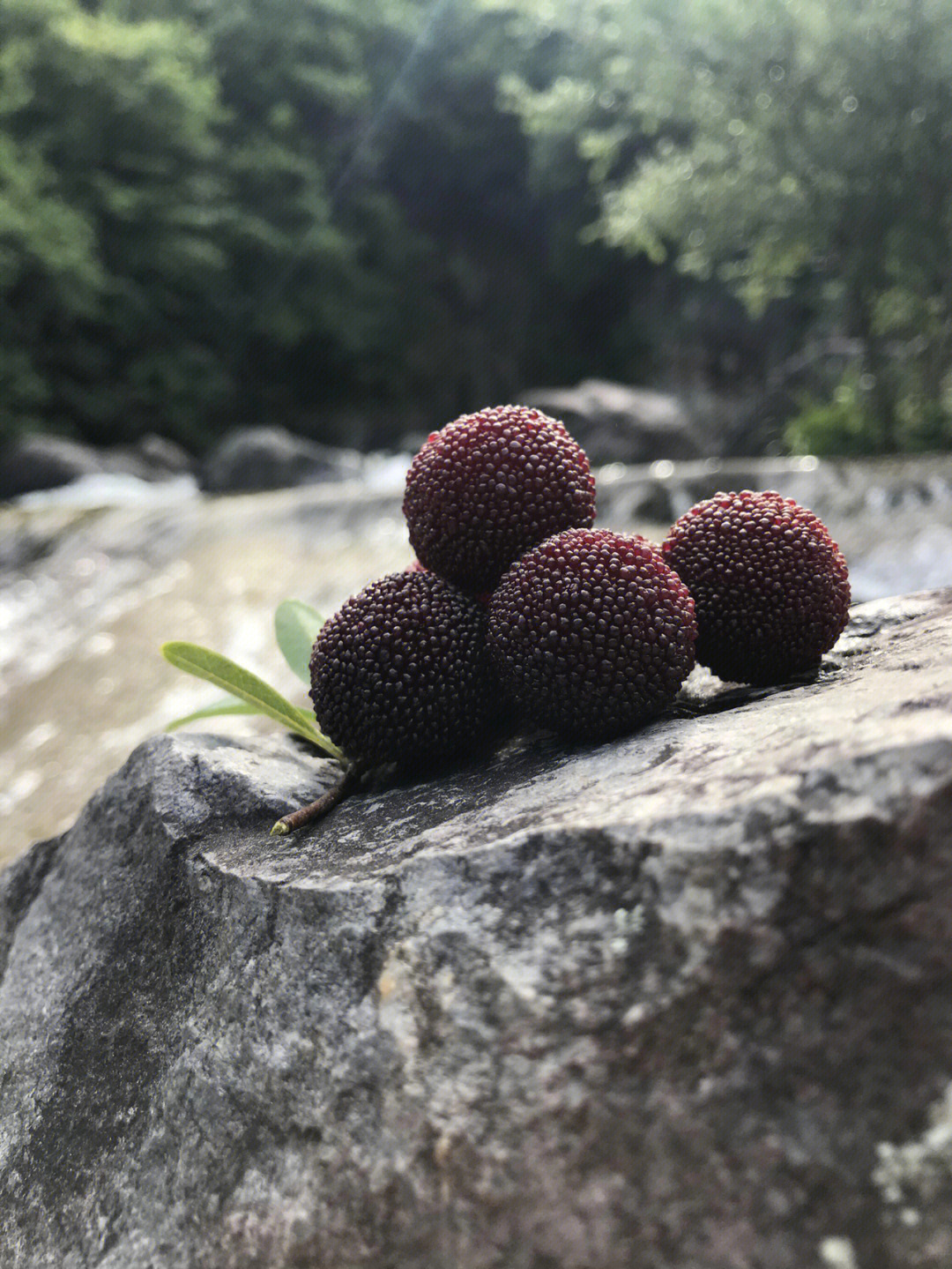 仙居杨梅