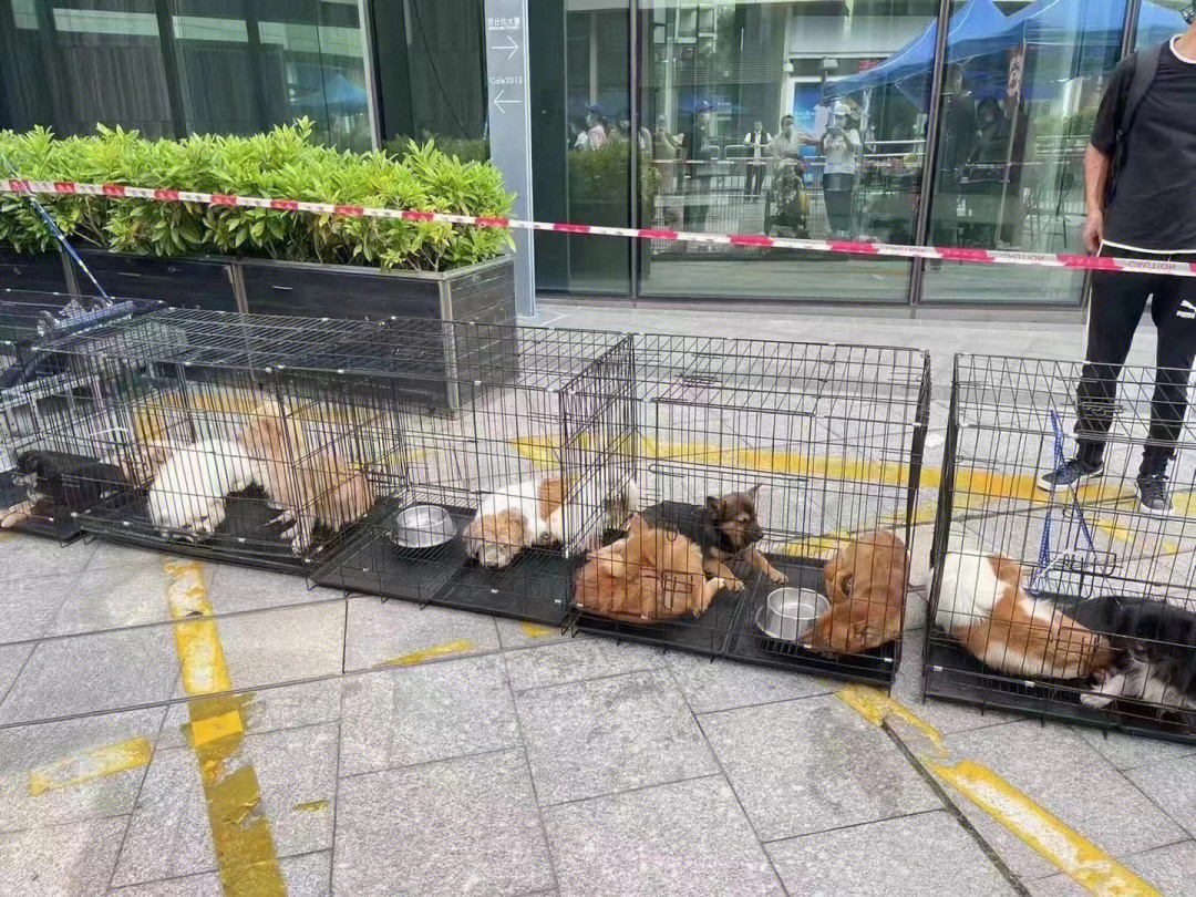 转:有需要养狗98的好心人们,在深圳罗湖区喜荟城,建设银行门前,有20