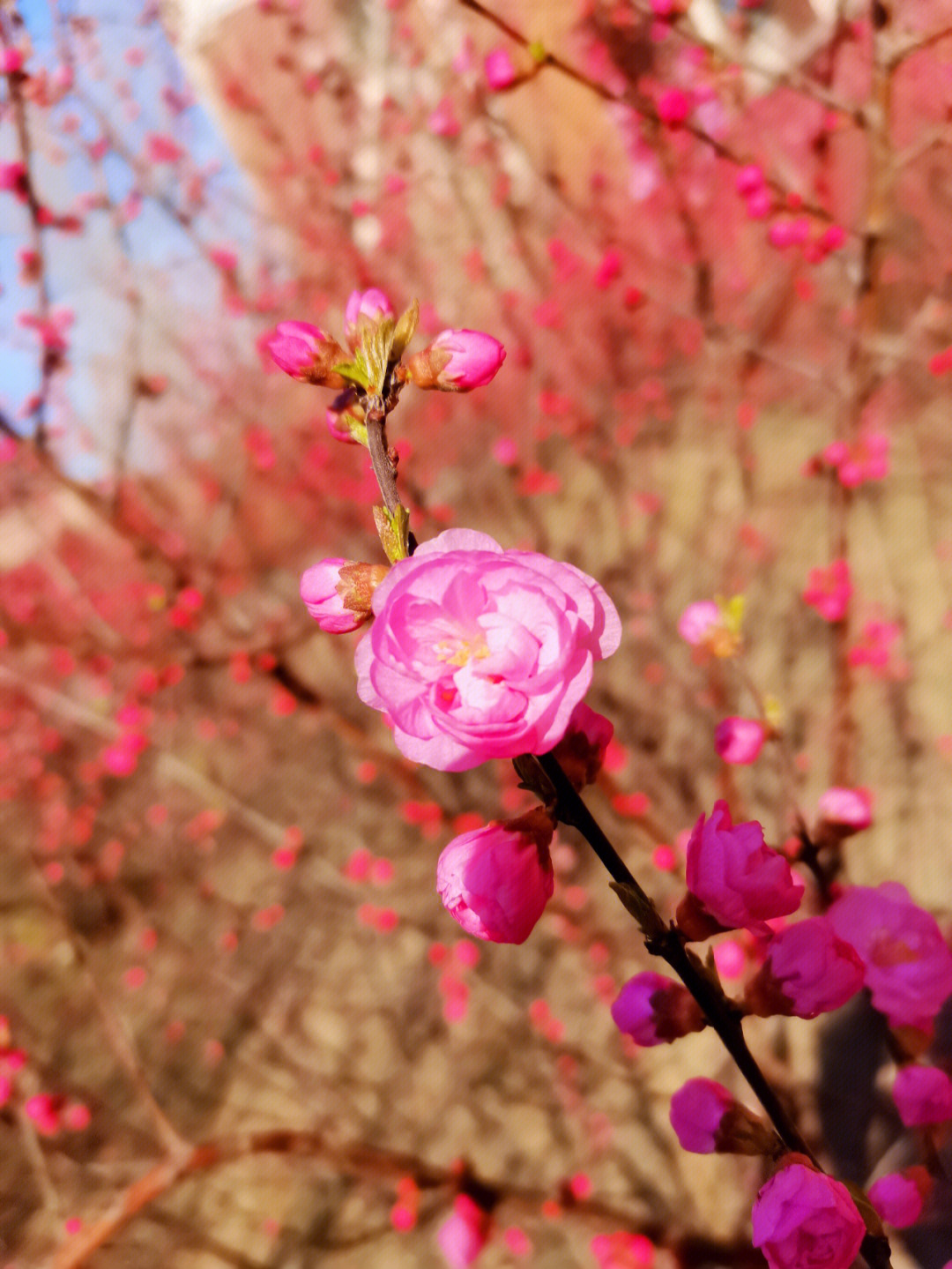 疫情春暖花开图片