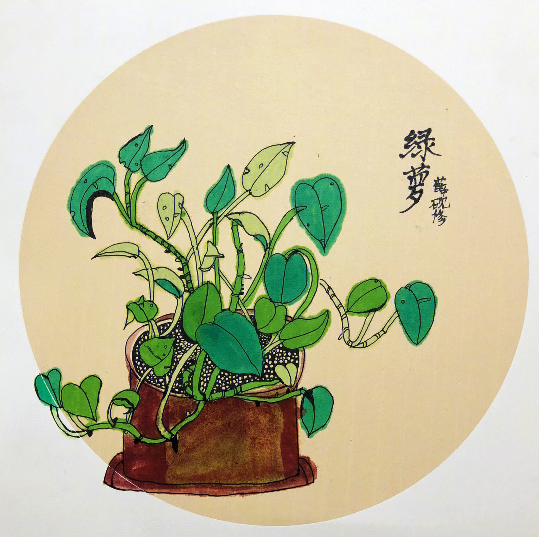 植物写生线描画绿萝图片