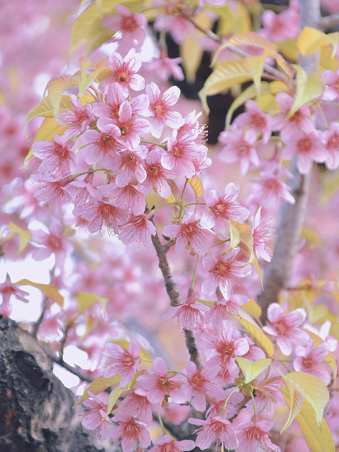 昆明冬樱花呀