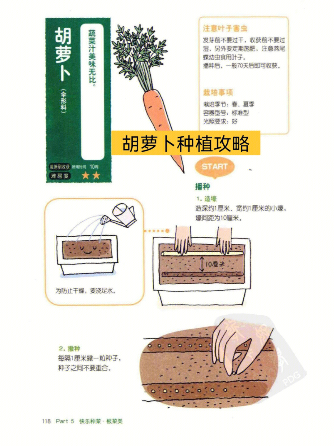 沙糖桔阳台盆栽方法图片