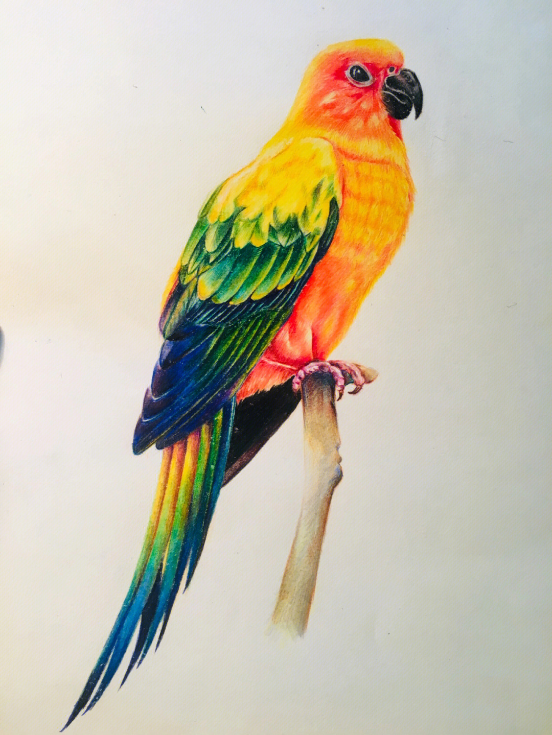 鹦鹉美术图画图片