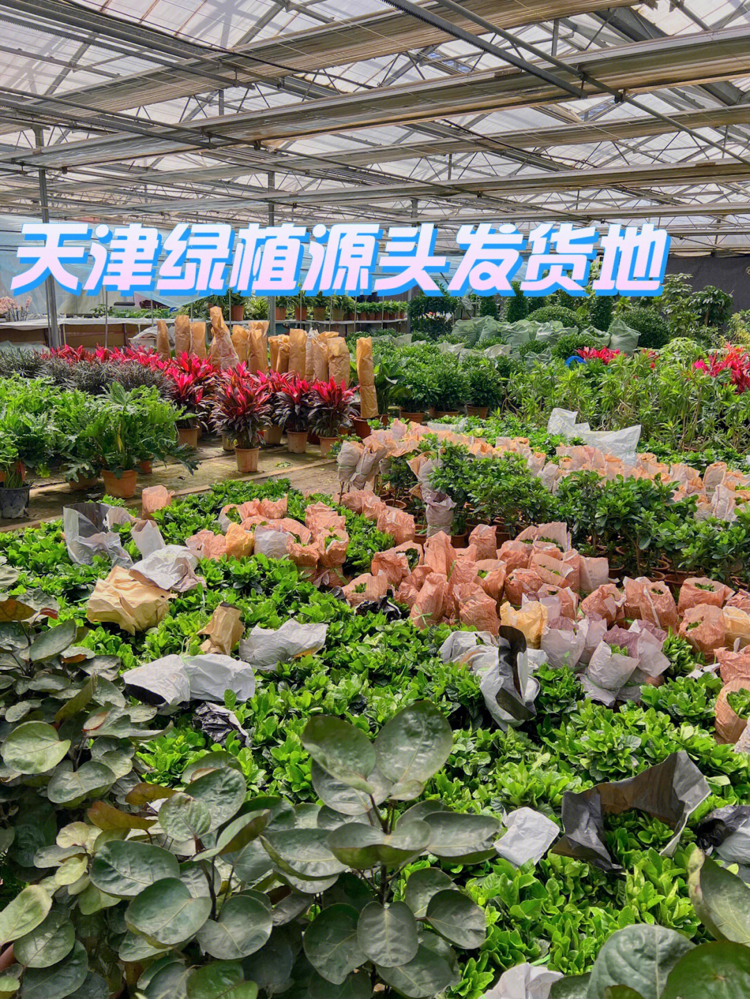 天津最大的绿植盆栽批发市场让我找到啦