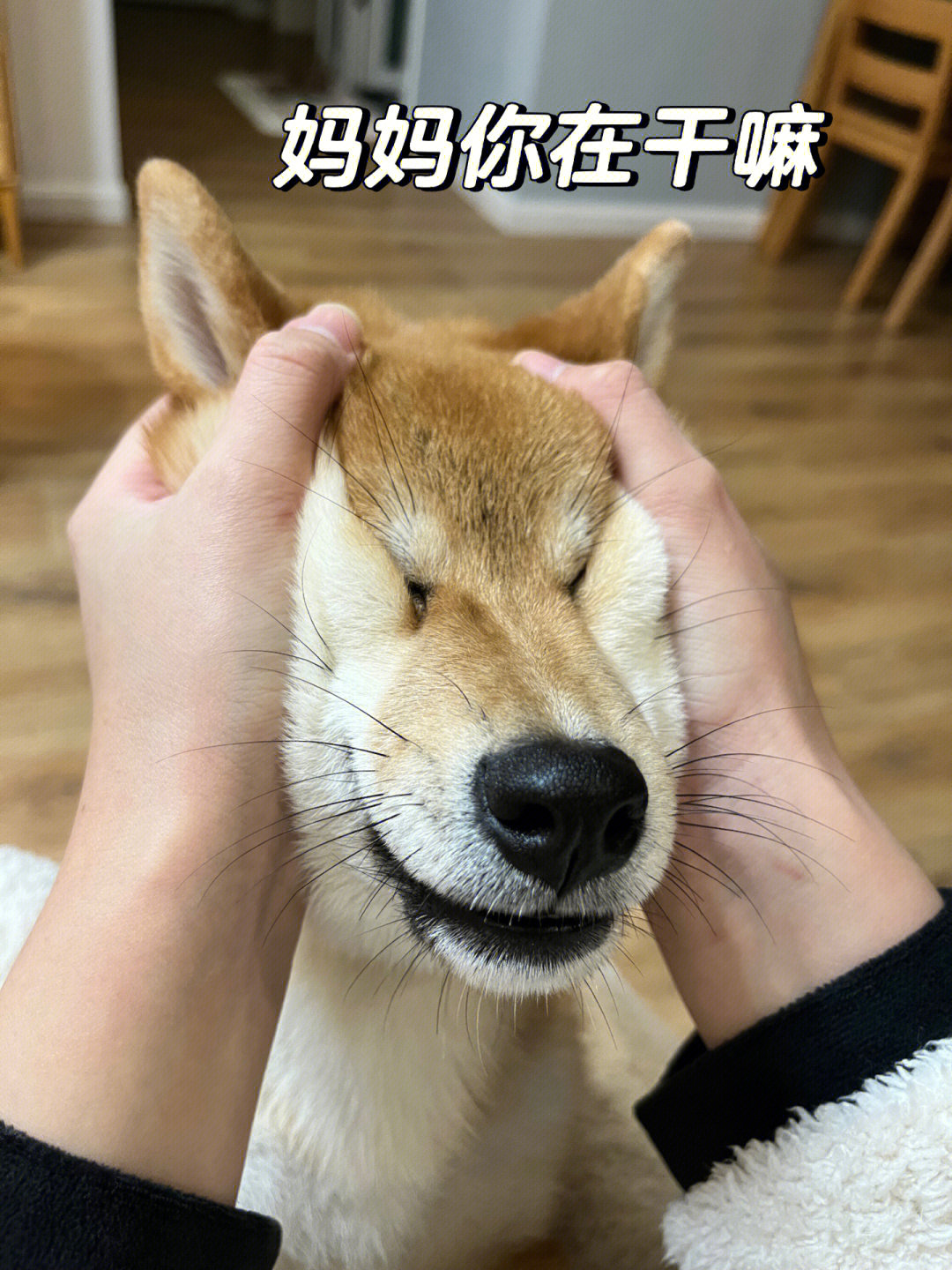 柴犬表情包