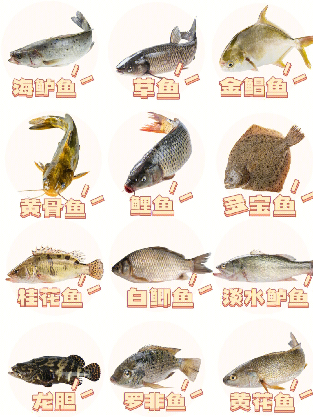 食用鱼的种类图片
