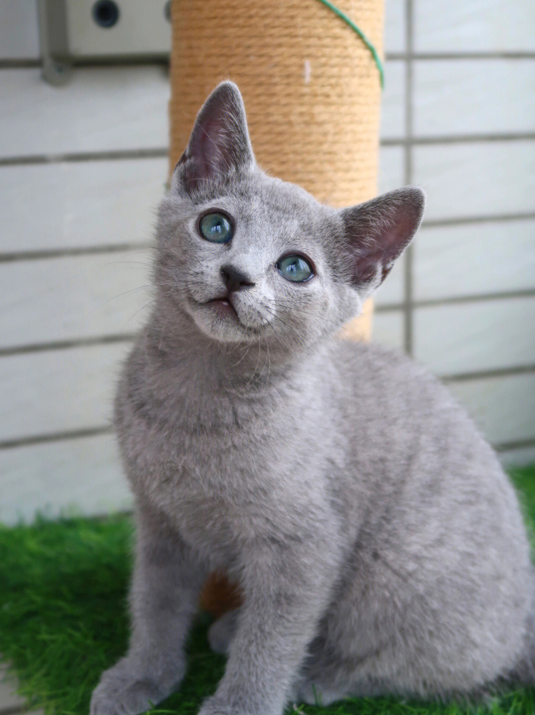 俄罗斯蓝猫小时候图片