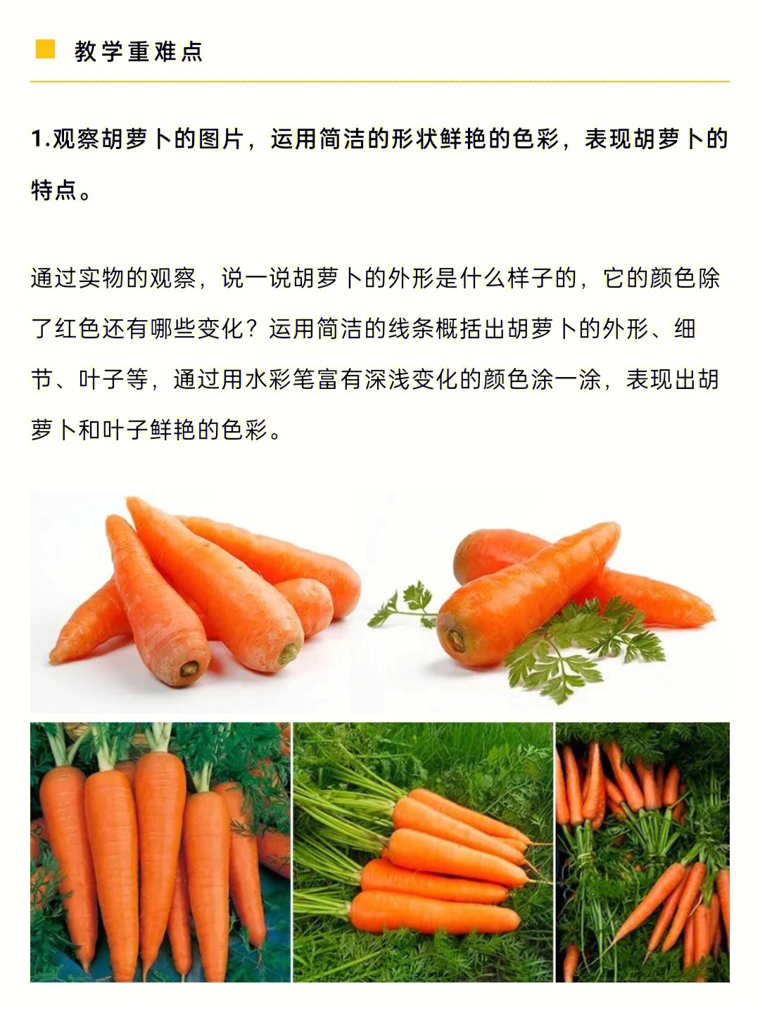 胡萝卜结构分析图图片