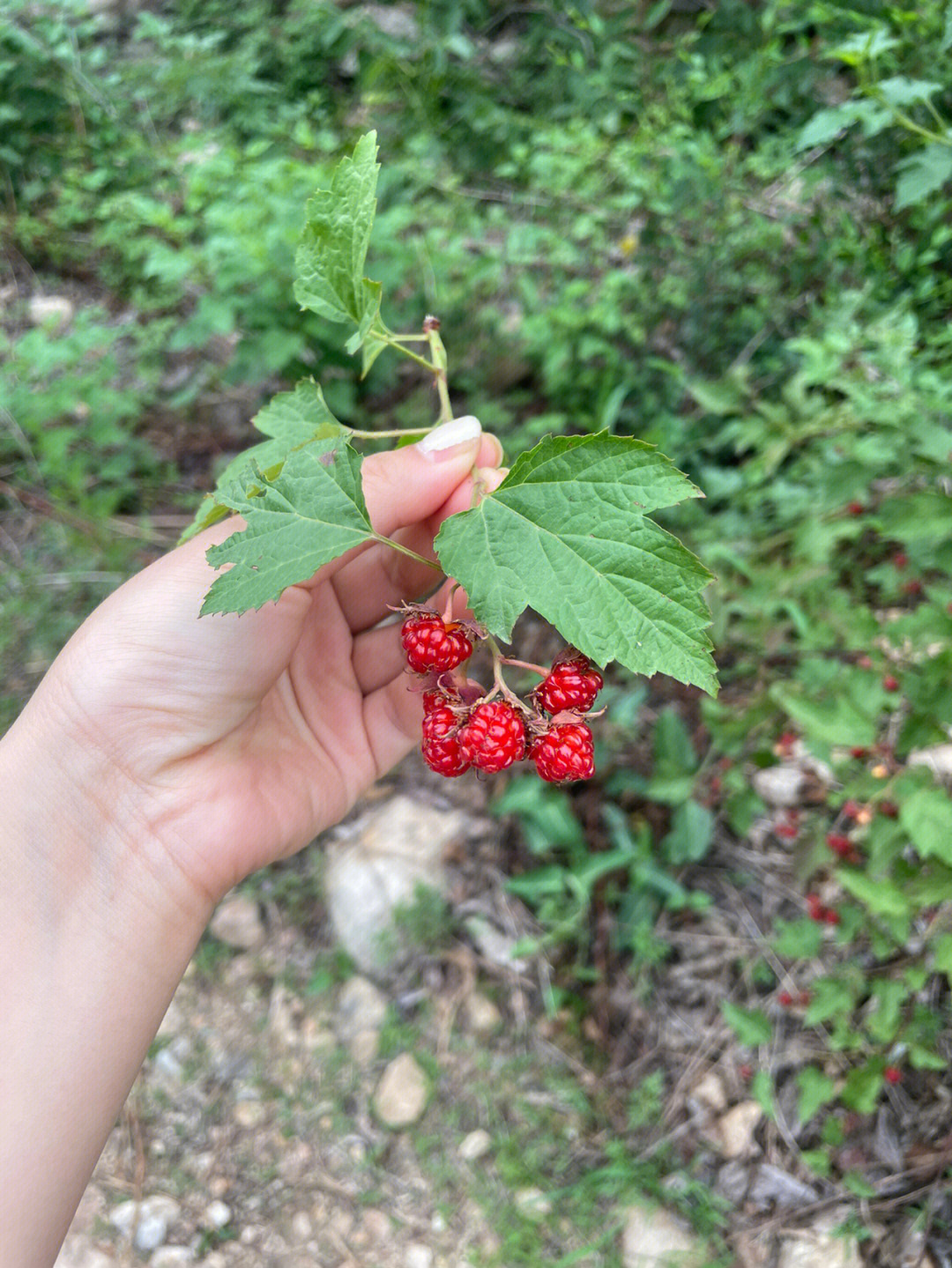 柞树果实图片图片