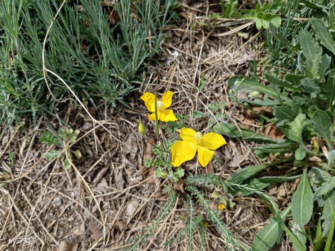 秃疮花