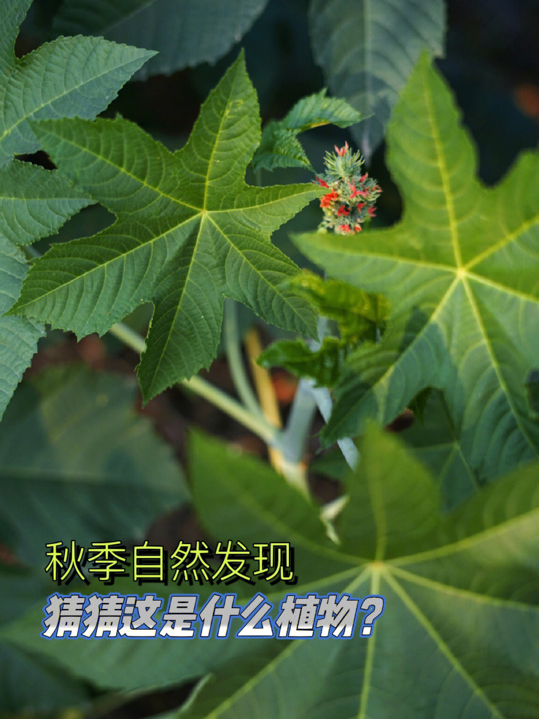 73看图猜植物