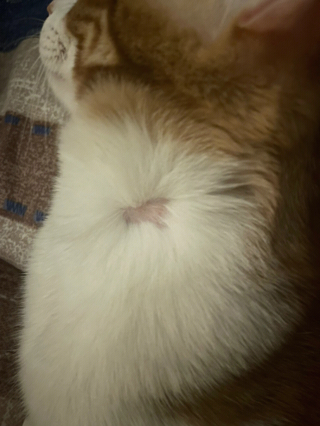 布偶猫脖子毛断层图片