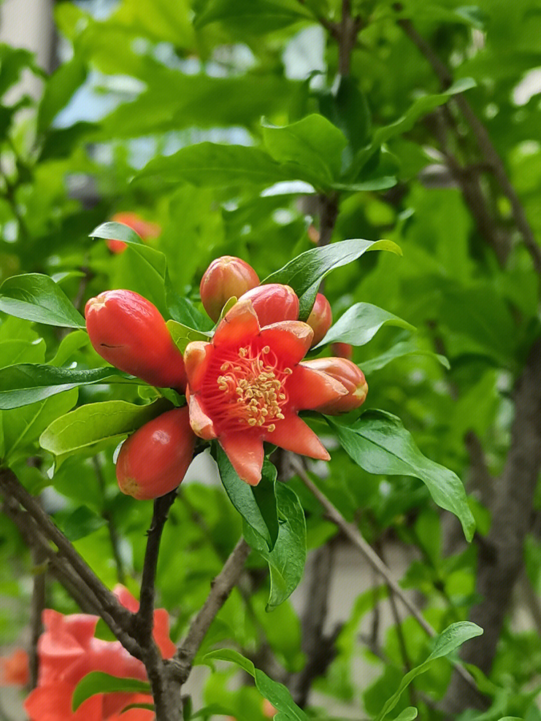 石榴花像什么样子图片