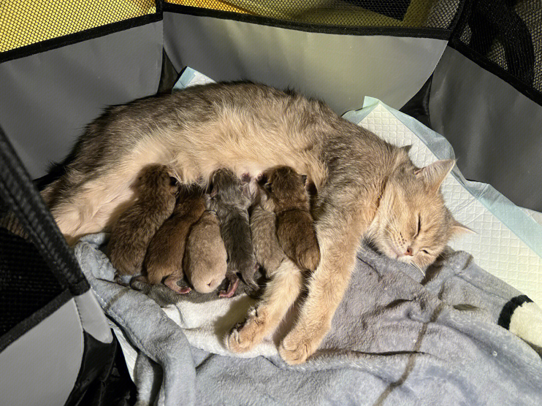 猫怀孕各个时间的照片图片