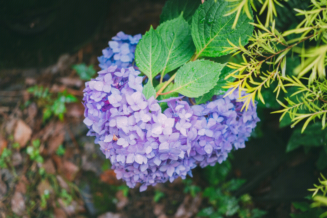 雨天的绣球花