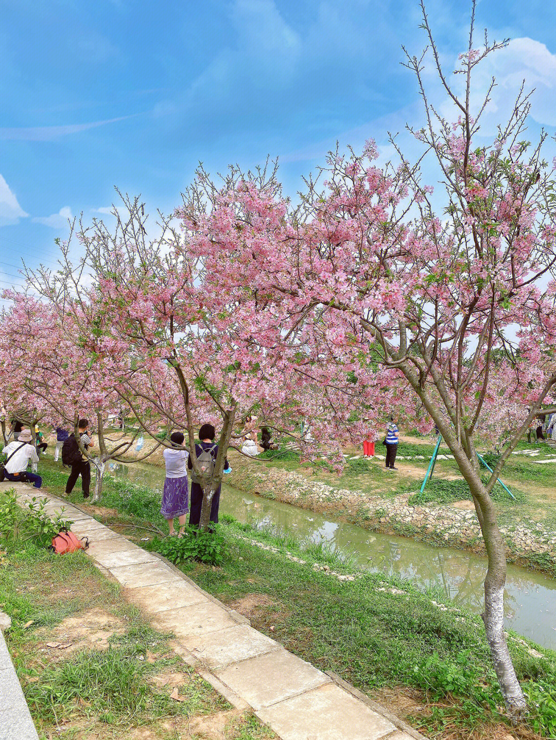 2021海珠湿地樱花节图片